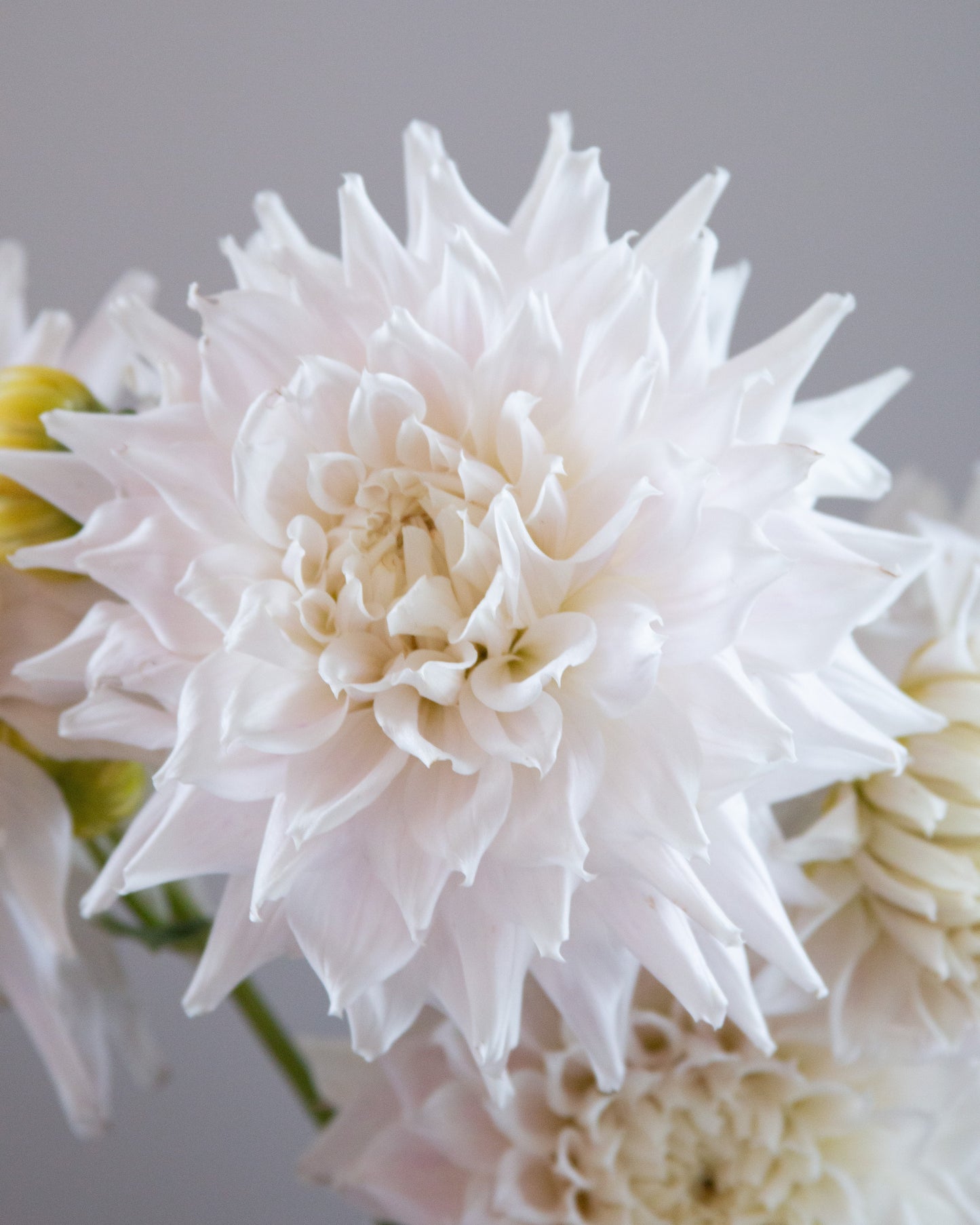 Close-up of a white flower with a soft gray background