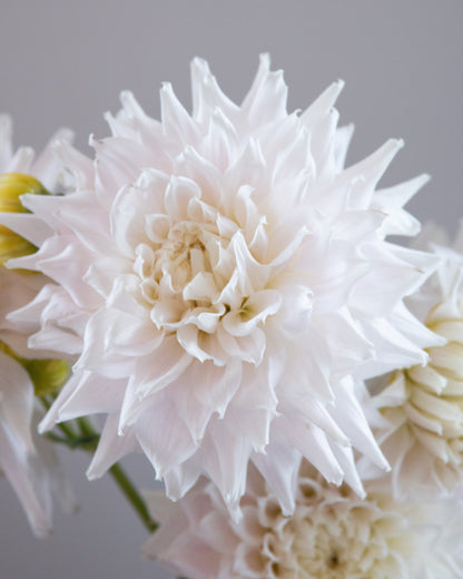 Close-up of a white flower with a soft gray background