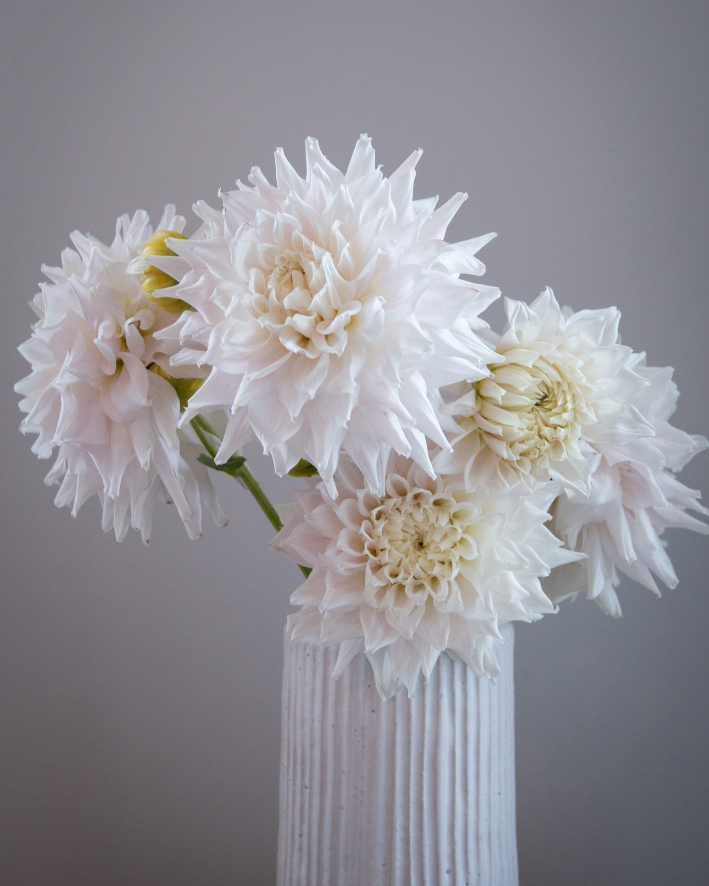 White flowers in a vase against a plain background