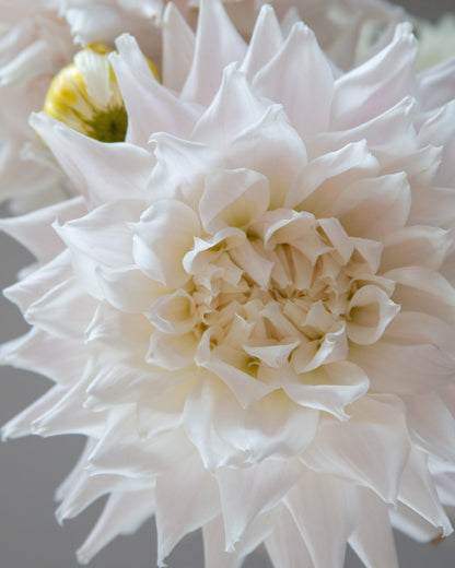 Close-up of a white flower with a soft focus background
