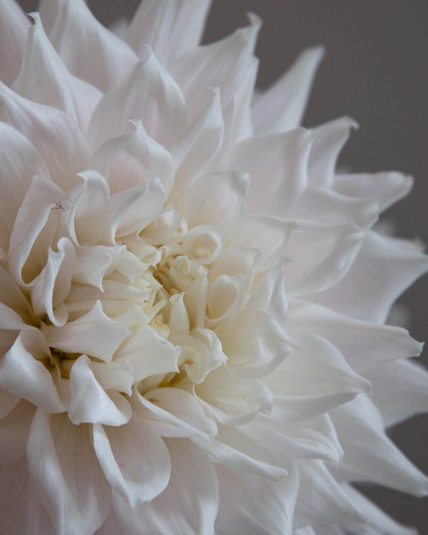 Close-up of a white flower with a blurred background