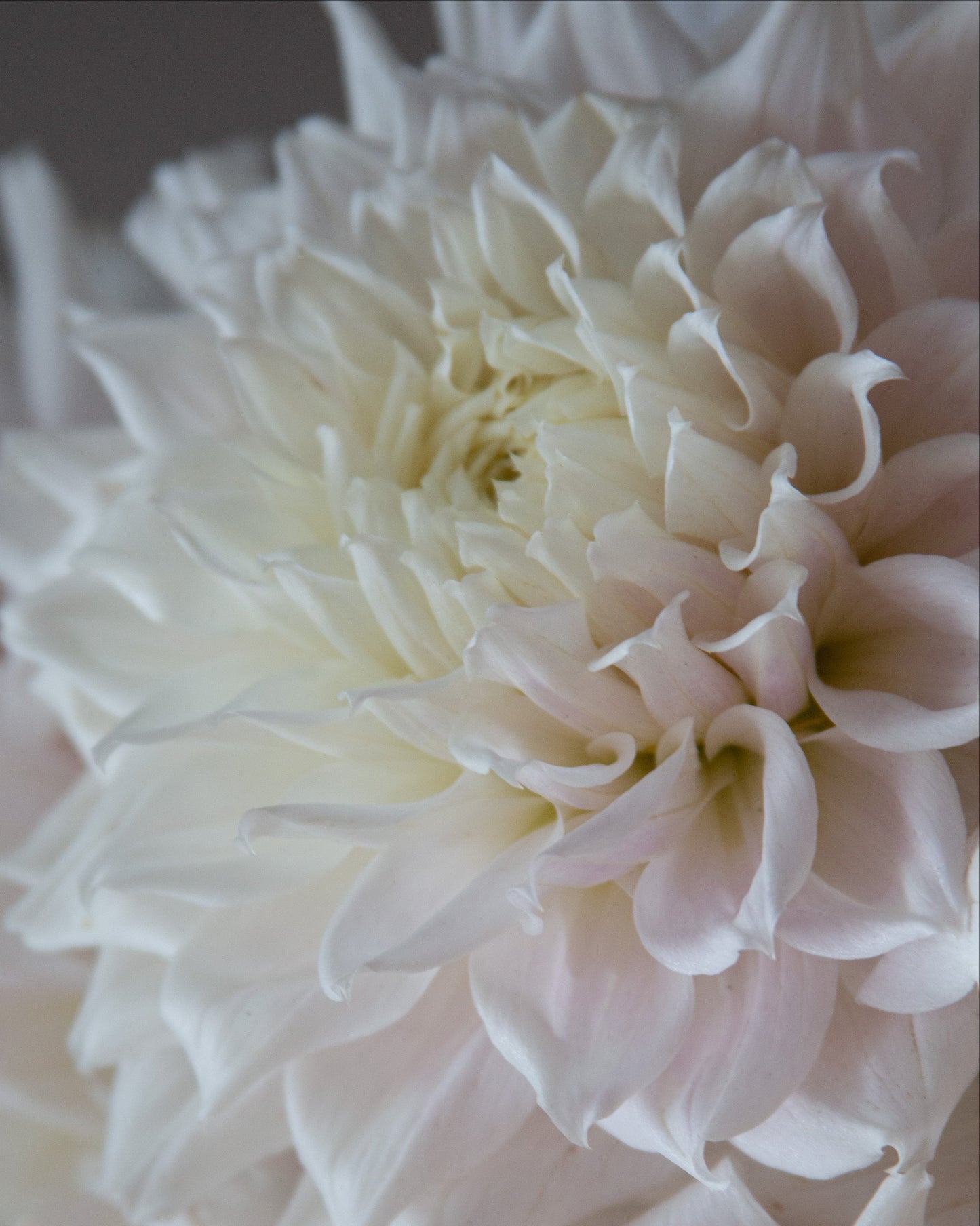 Close-up of a white flower with soft focus