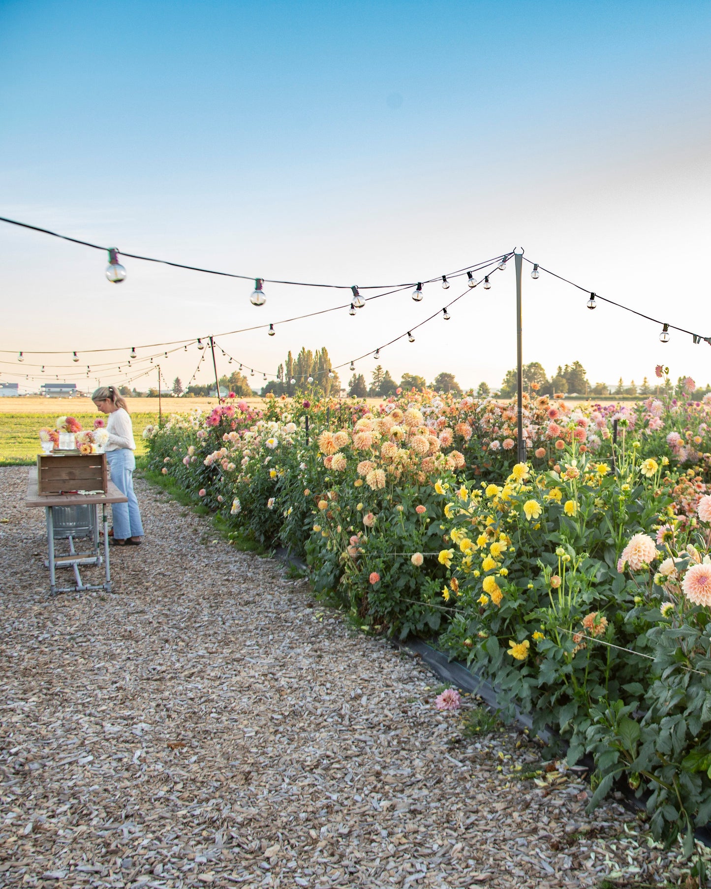 Flower Field Day: SUNDAY 1PM or 3:30PM