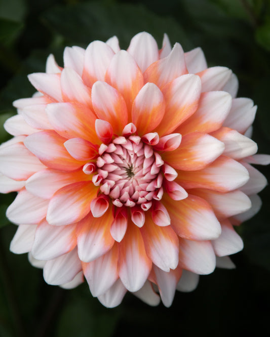 Close-up of a large, multicolored flower with white, pink, and orange petals.