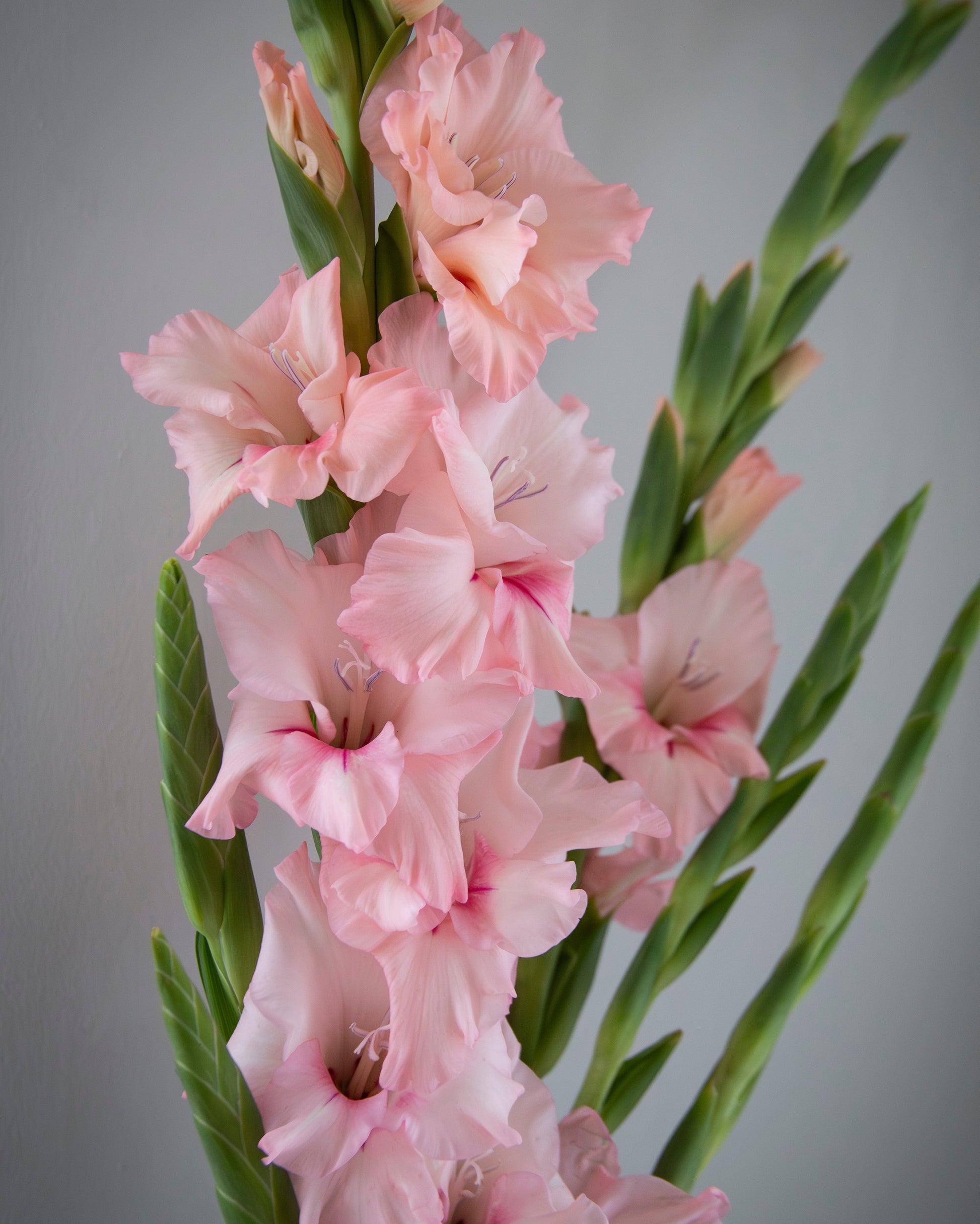 Pink gladiolus flower stems with ruffled blossoms and green leaves, photographed against a soft gray studio background.
