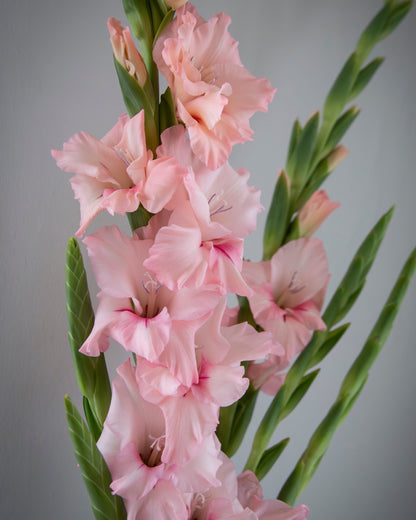 Pink gladiolus flower stems with ruffled blossoms and green leaves, photographed against a soft gray studio background.