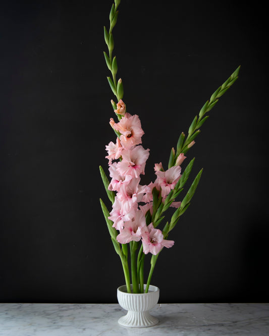 A floral arrangement of pink gladiolus stems in a small white pedestal vase, set against a dark black background on a light marble surface.