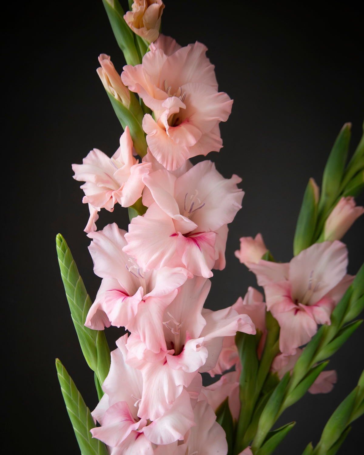 Pink gladiolus flowers with green leaves on a dark black background.