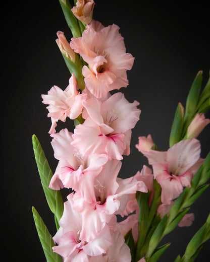 Pink gladiolus flowers with green leaves on a dark black background.
