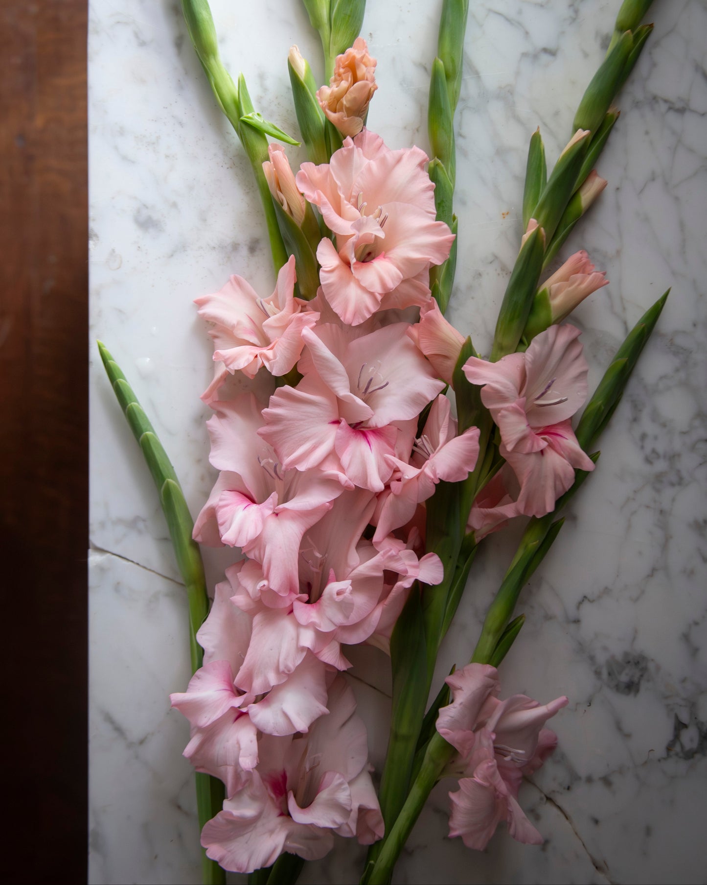 Pink gladiolus flowers with long green stems arranged on a white marble board, with a dark wooden surface visible at the left edge.