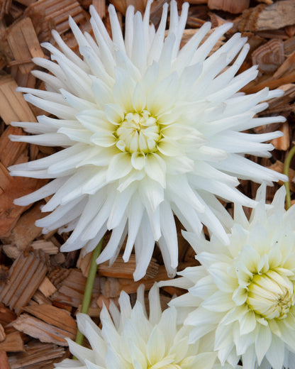 Allen's Arctic Fox