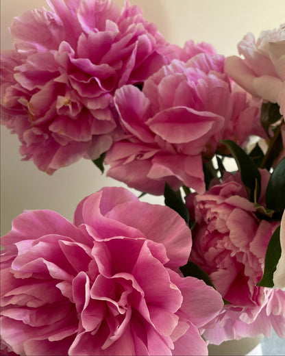 A close-up bouquet of Alexander Fleming peony flowers in shades of light blush pink and deeper magenta pink, with dark green leaves visible in the center.