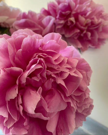 A close-up of a large pink Alexander Fleming peony flower with layered ruffled petals, with two more flowers softly blurred in the background against a light neutral wall.