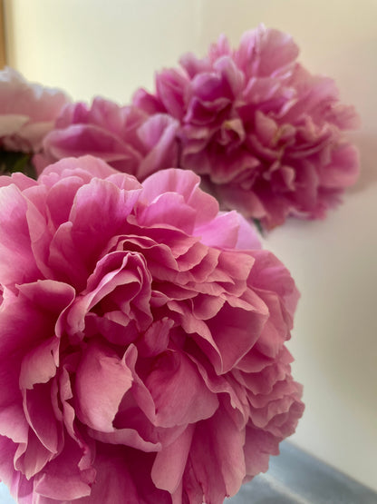 Peony Alexander Fleming