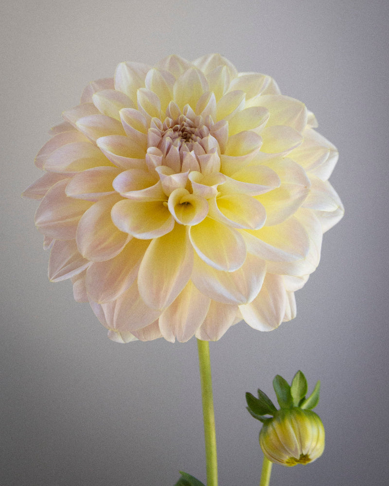 Cream-colored flower with a smaller bud on a gray background