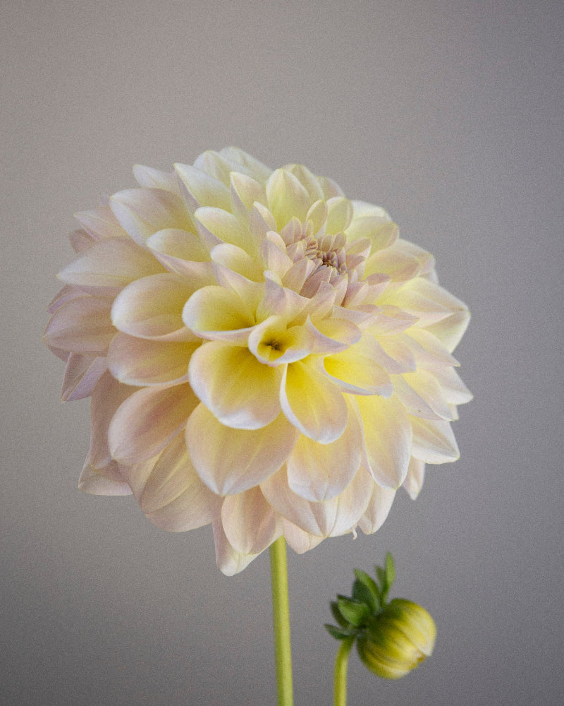 Cream-colored dahlia flower against a plain background