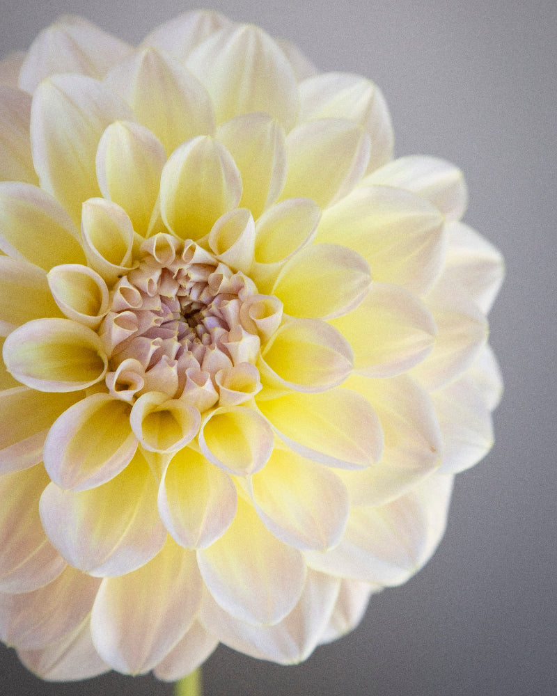 Close-up of a light yellow flower against a gray background