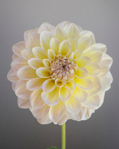 Single cream colored dahlia flower against a gray background