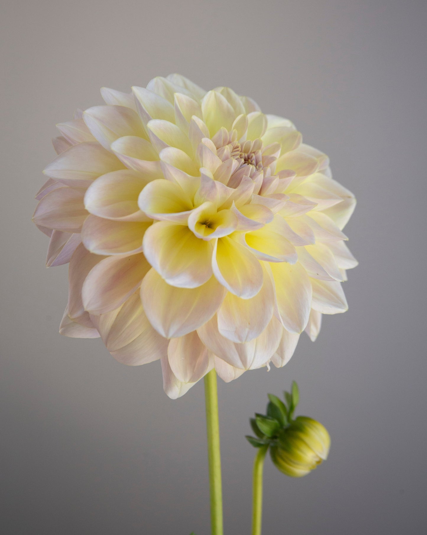Single light pink dahlia flower against a plain background