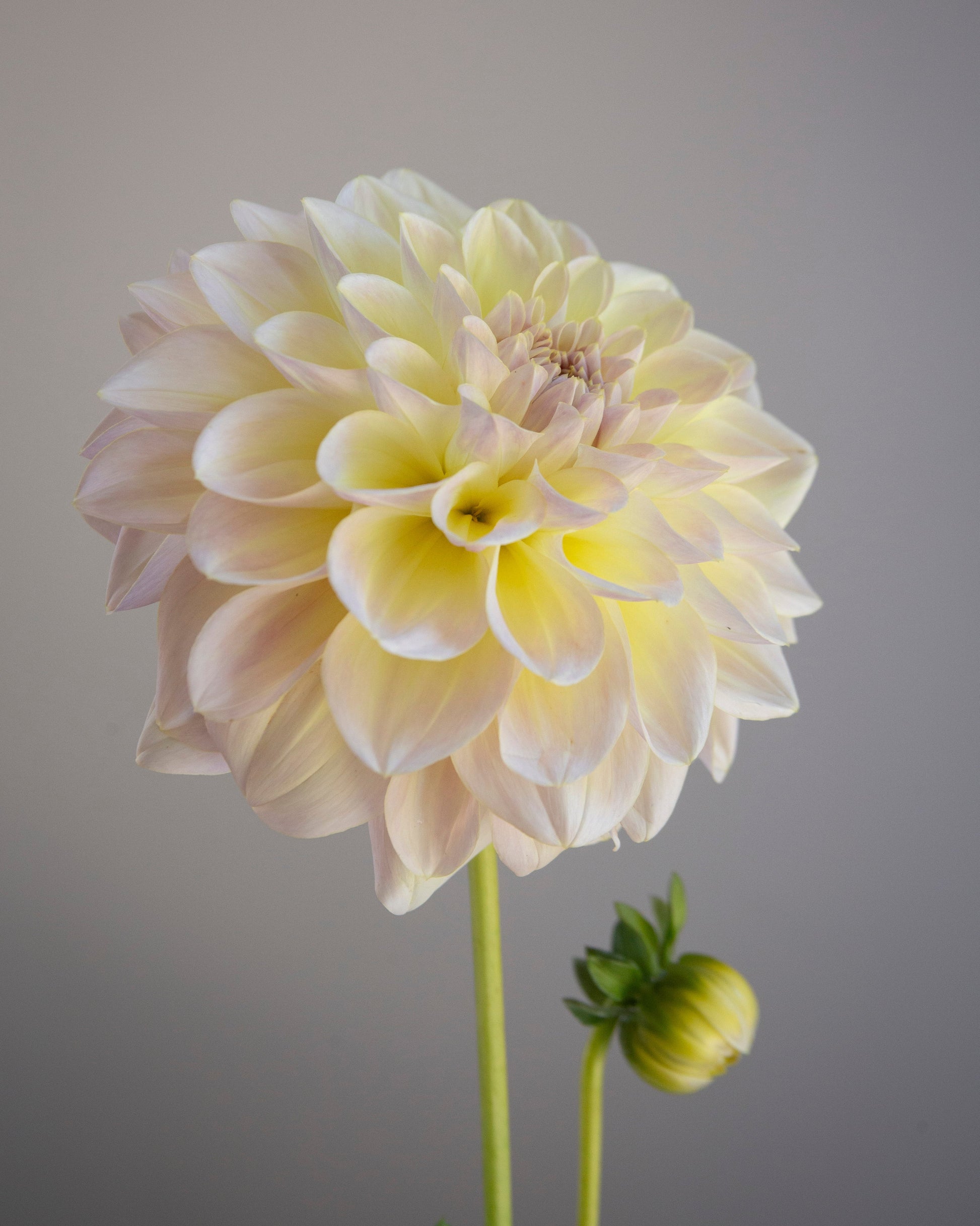 Single light pink dahlia flower against a plain background