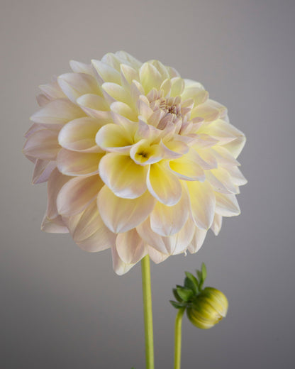 Single light pink dahlia flower against a plain background