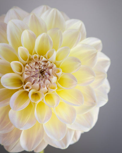 Close-up of a light yellow flower with a soft gray background