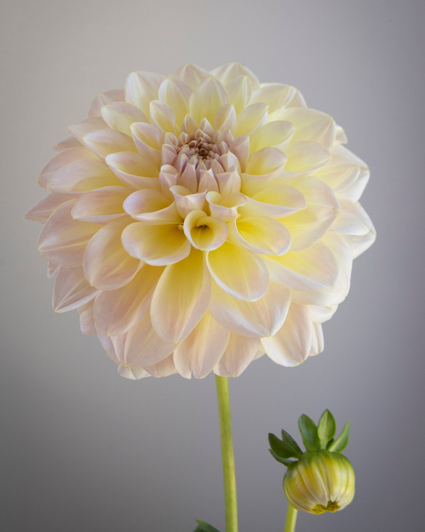 Cream-colored flower with a smaller bud on a gray background