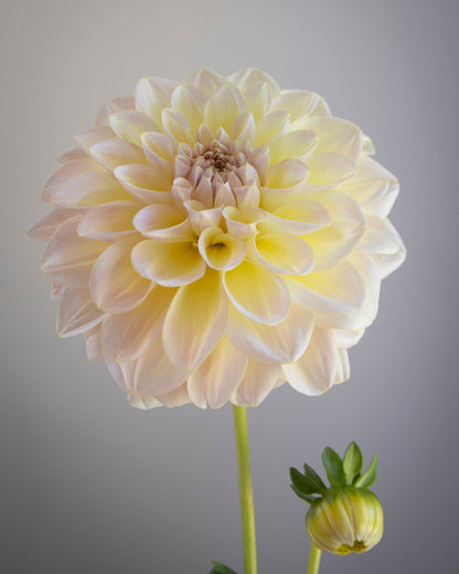 Cream-colored flower with a smaller bud on a gray background