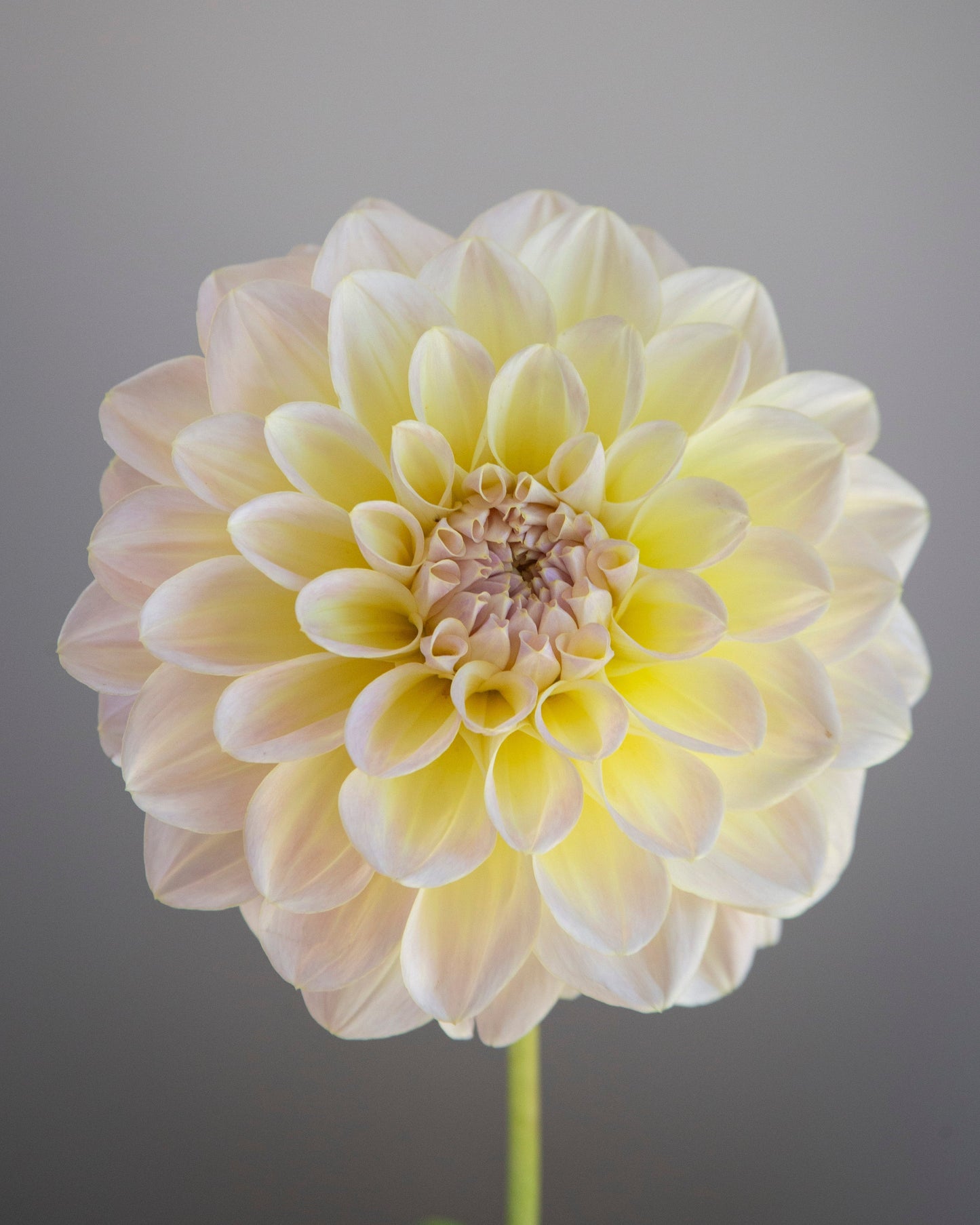 Single white dahlia flower against a gray background