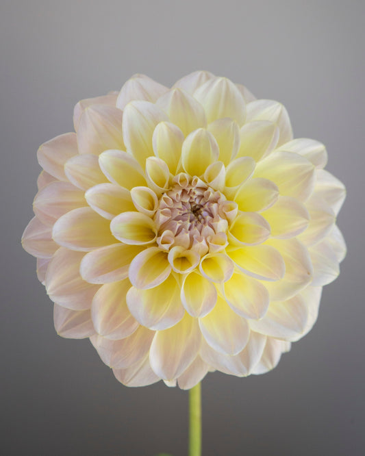 Single white dahlia flower against a gray background