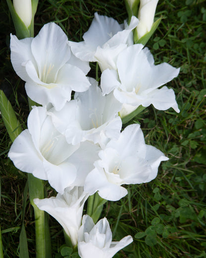Gladiolus Amsterdam