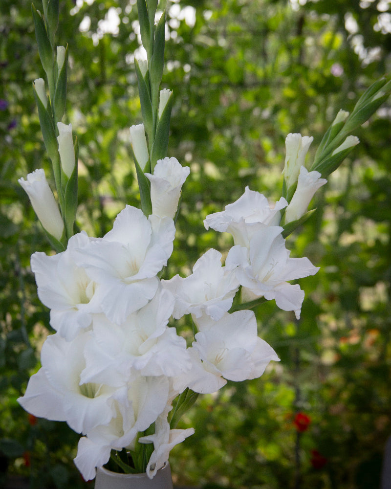 Gladiolus Amsterdam
