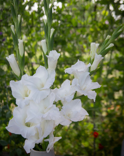 Gladiolus Amsterdam