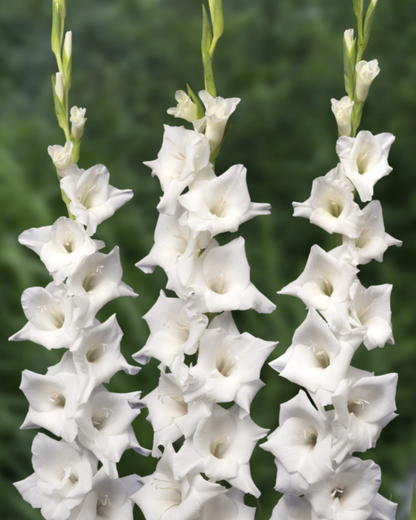 Gladiolus Amsterdam