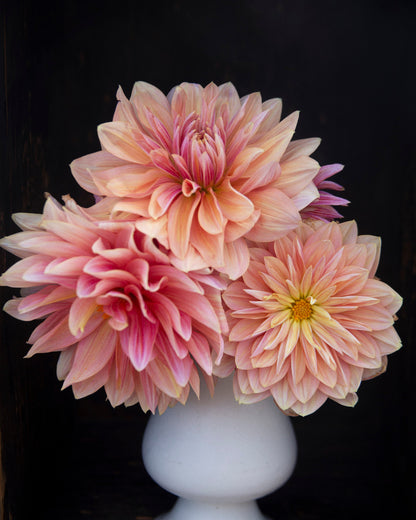 Three large pink and peach dahlias in a white vase against a black background