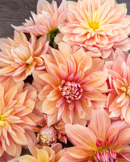 Close-up of pink and yellow dahlias with a blurred background