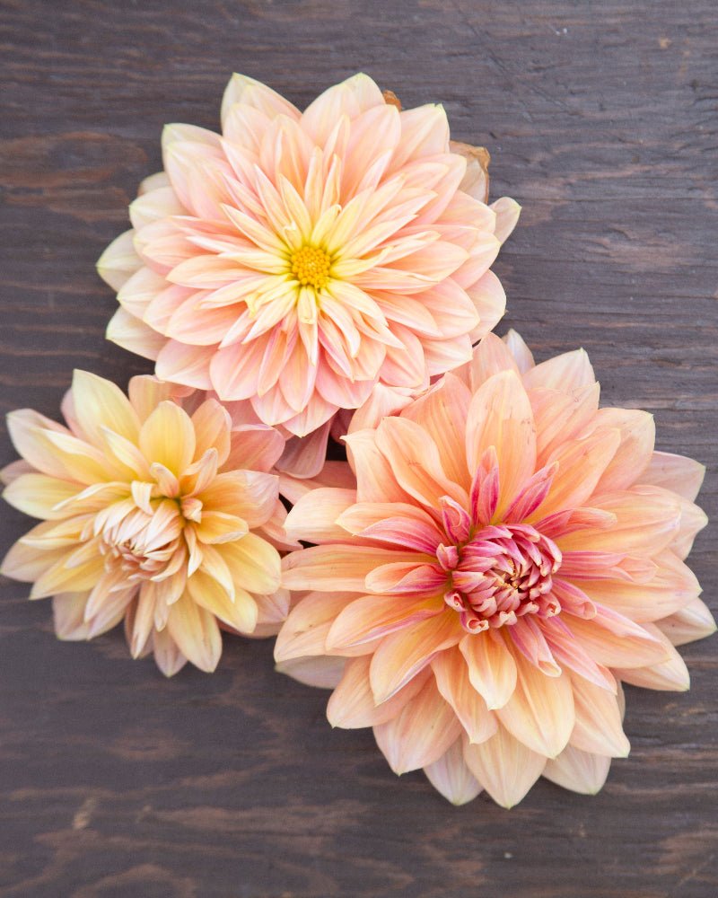 Three large dahlia flowers in shades of pink and yellow on a dark wooden surface