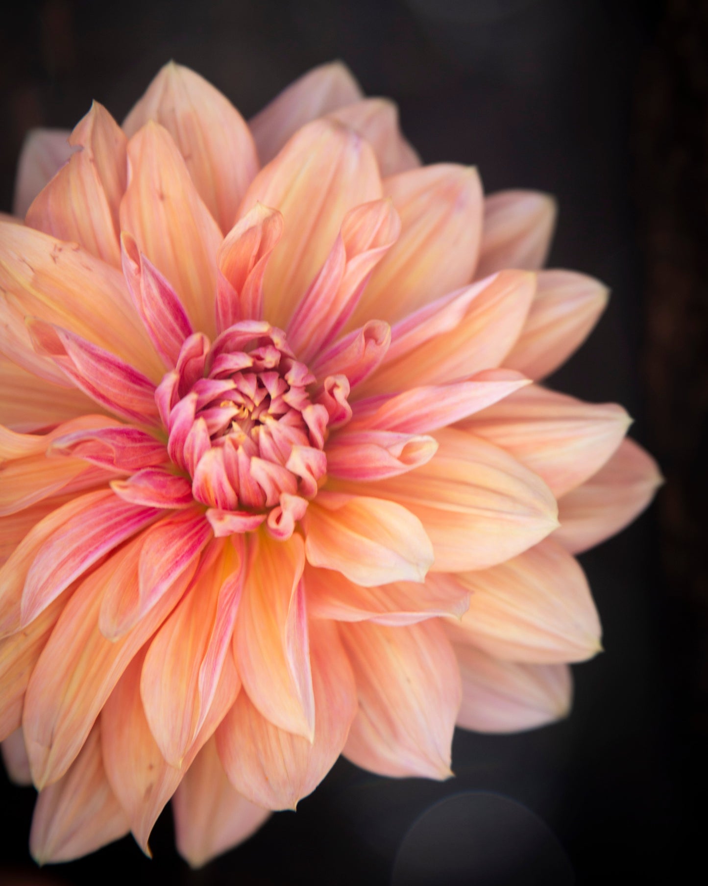 Close-up of a pink flower with a dark background