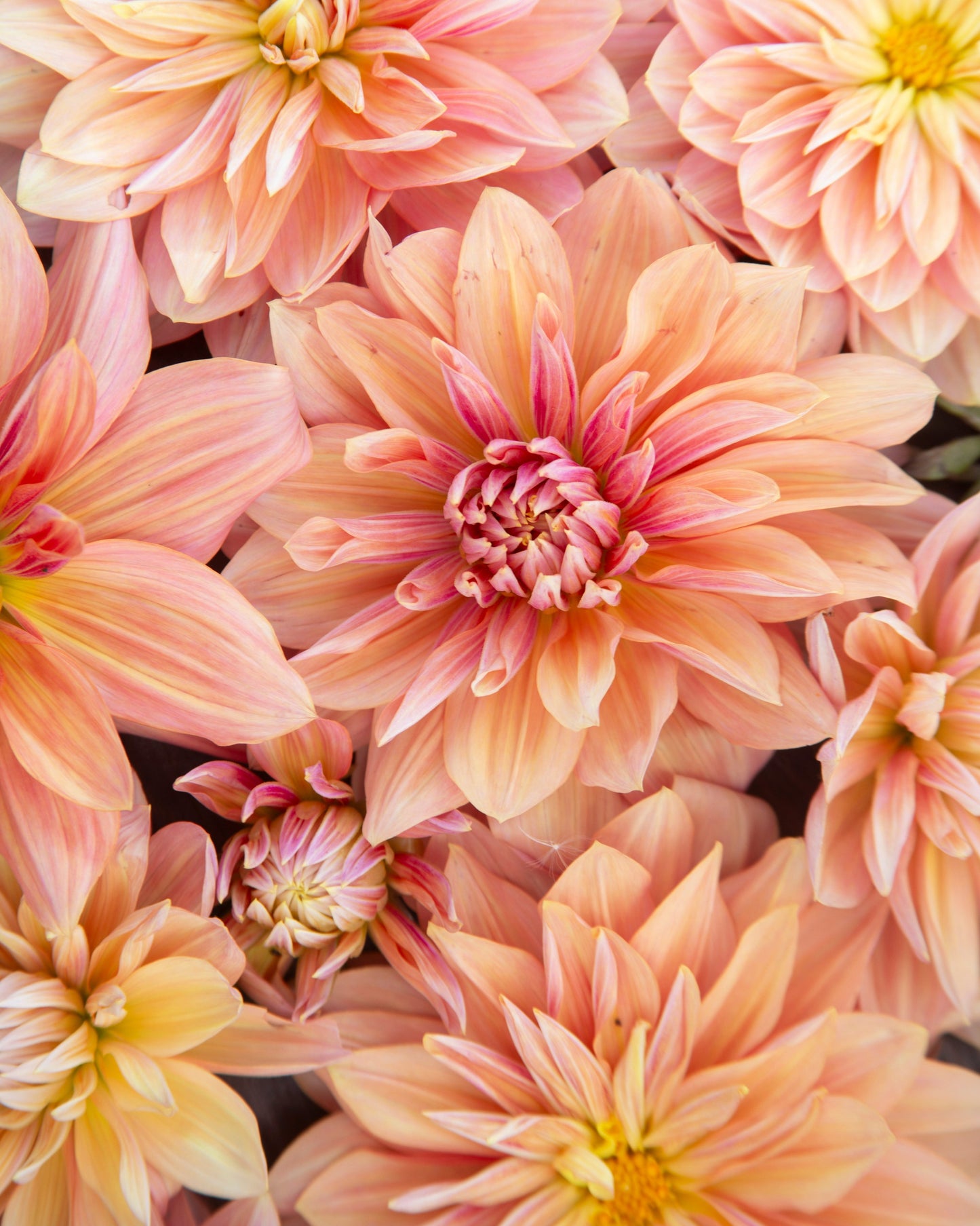 Close-up of pink and yellow dahlias with a blurred background