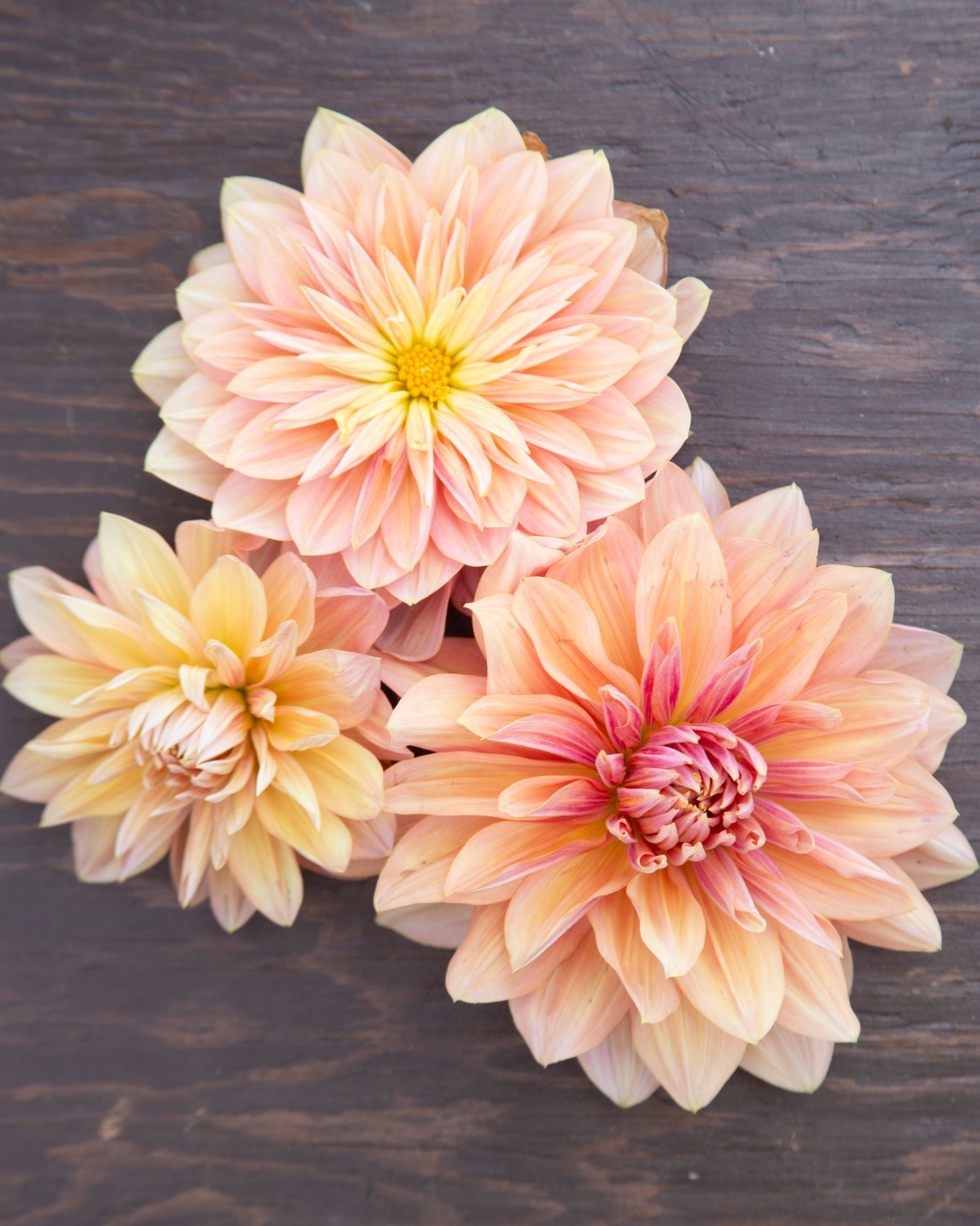 Three large flowers in shades of pink and yellow on a dark wooden surface