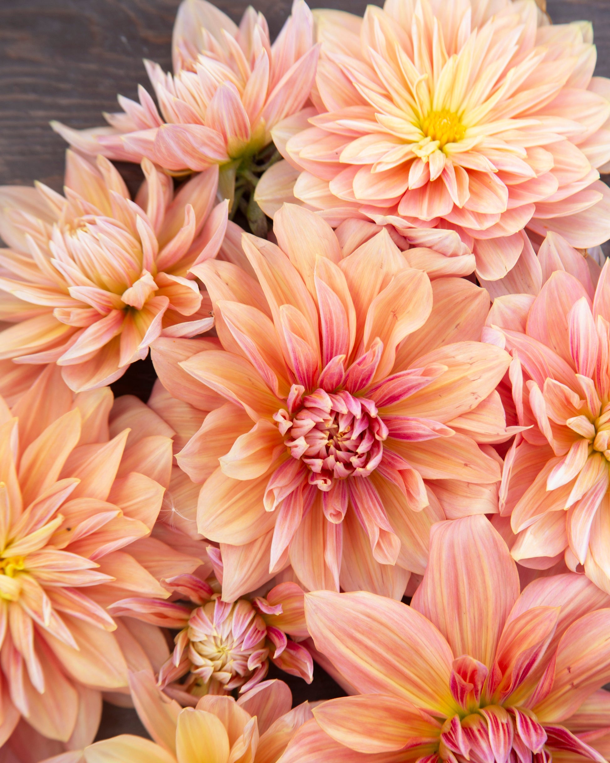 Close-up of pink and orange dahlias with a blurred background
