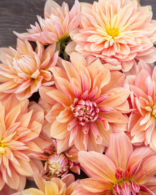 Close-up of pink and orange dahlias with a blurred background