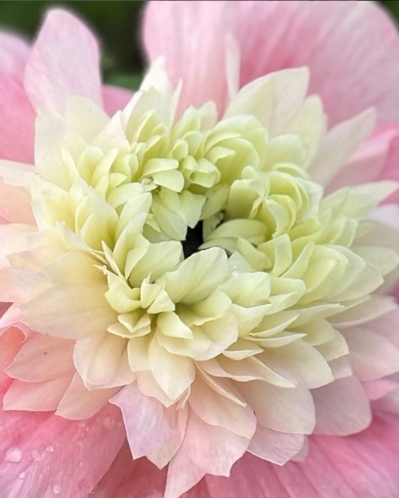 Anemone Levante Rosa Chiaro