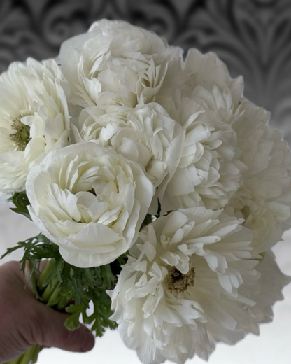 Anemone Levante Bianco