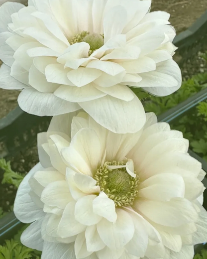 Dahlia House Gift Card