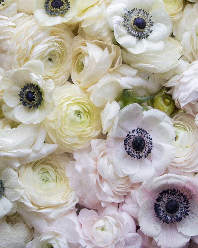 Flat lay of blush pink to creamy white ranunculus with white anemones with black centers peppered throughout