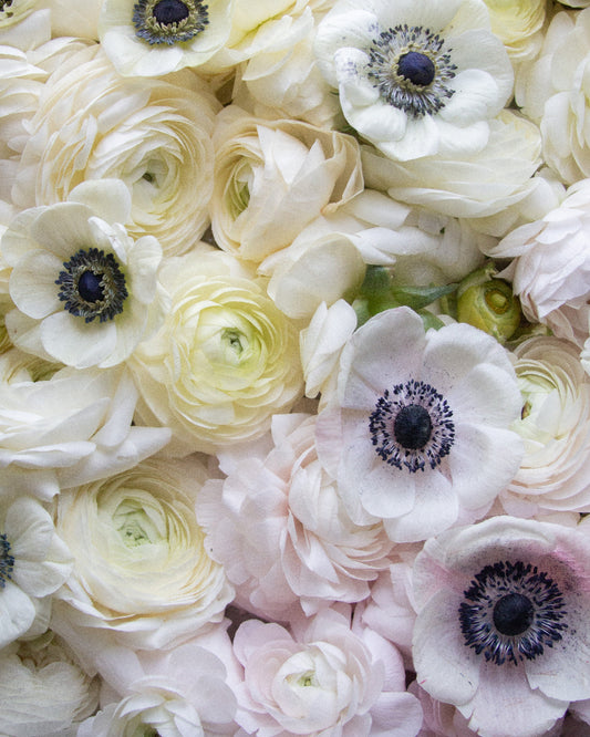 Flat lay of blush pink to creamy white ranunculus with white anemones with black centers peppered throughout