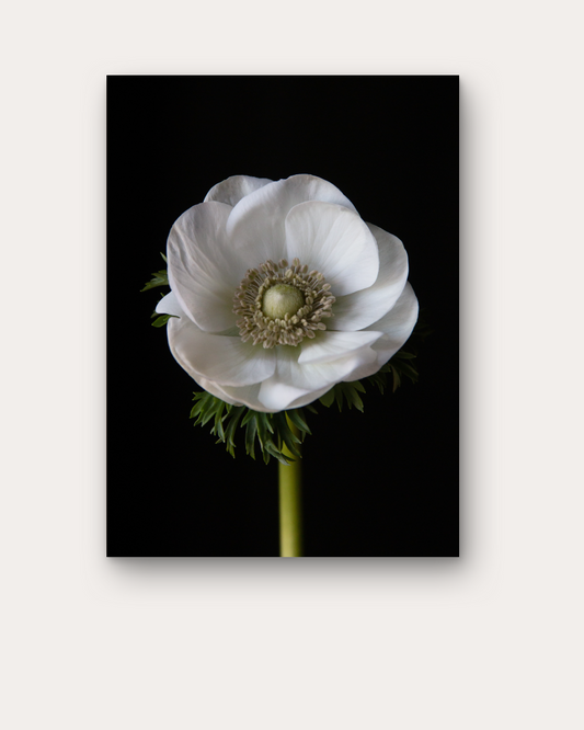 Anemone Bianco, Front Print