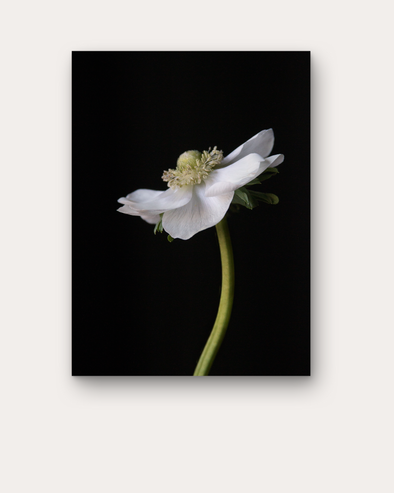 Anemone Bianco, Left Print