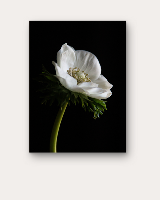 Anemone Bianco, Right Print